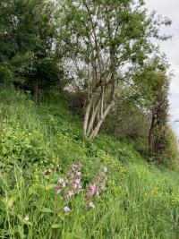 Hecke Hinterdorf