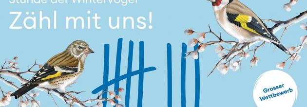 Logo Stunde der Wintervögel von BIrdlife Schweiz