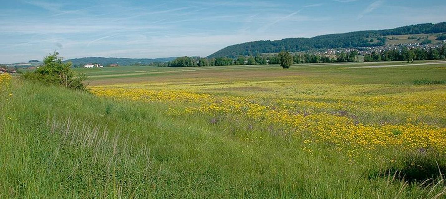 Blick über das Wauwilermoos Richtung Endmoräne.