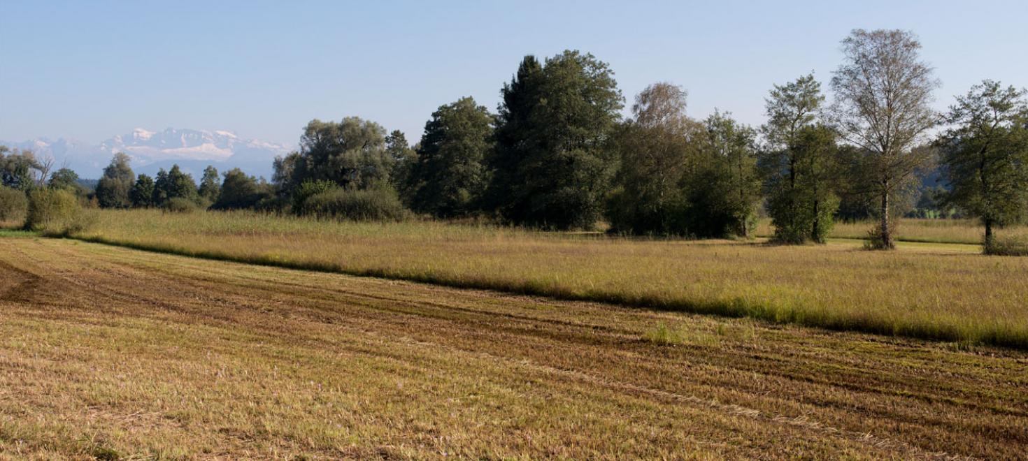 Ein Feuchtgebiet im Wauwilermoos